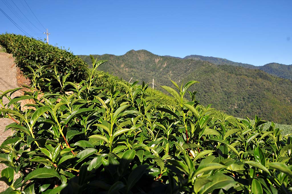 店長的買茶賣茶滴咕-關於秋茶