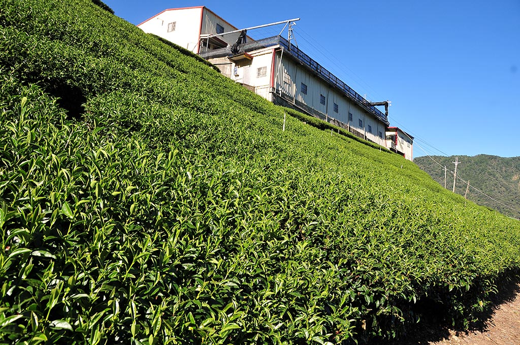 淘寶上的台式烏龍茶