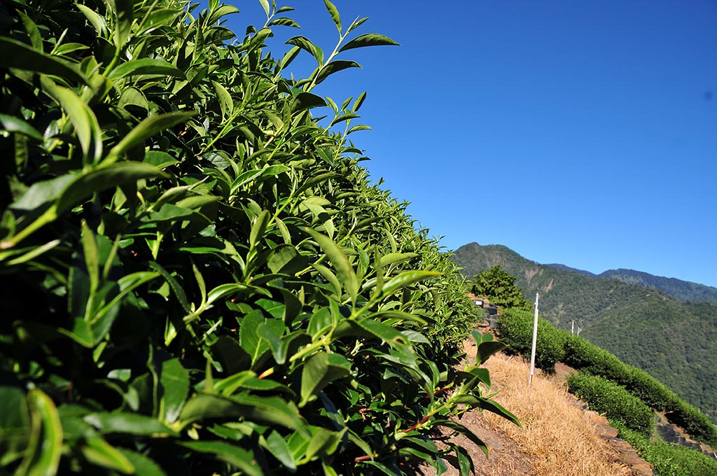 淘寶上的台式烏龍茶