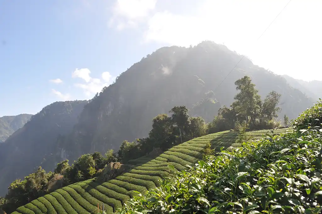 三層坪茶區