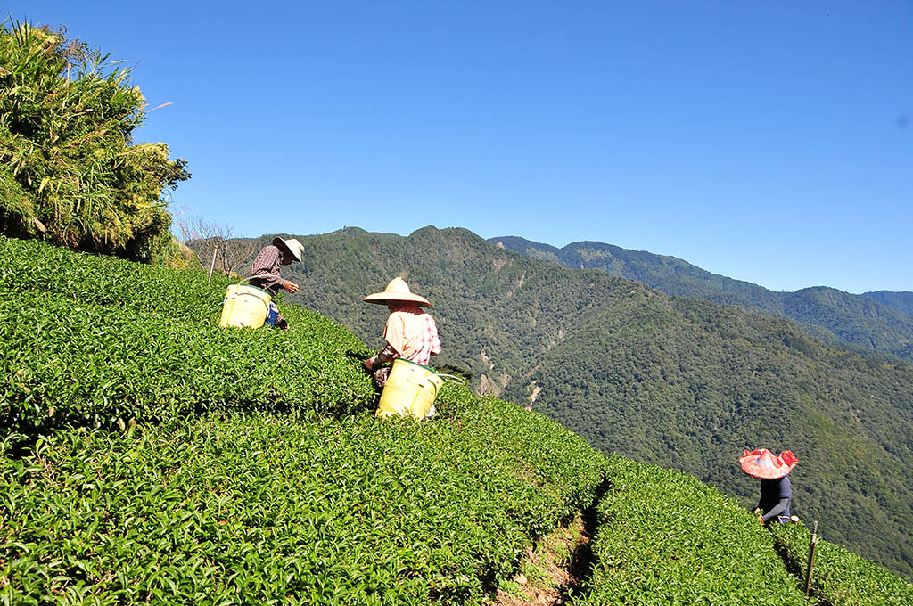 淘寶上的台式烏龍茶