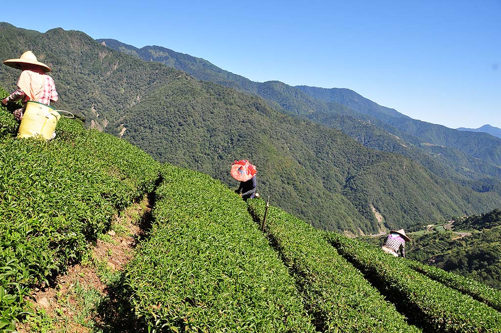 店長的買茶賣茶滴咕-關於秋茶