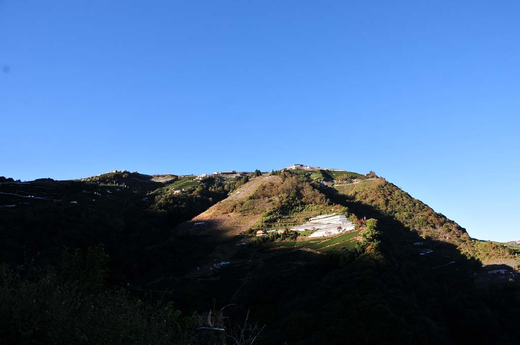 奇萊山茶區