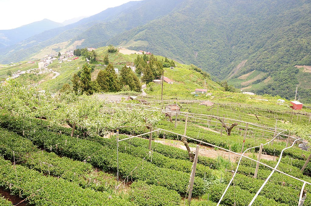 冬茶採收順序