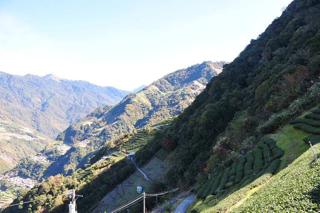 奇萊山茶區