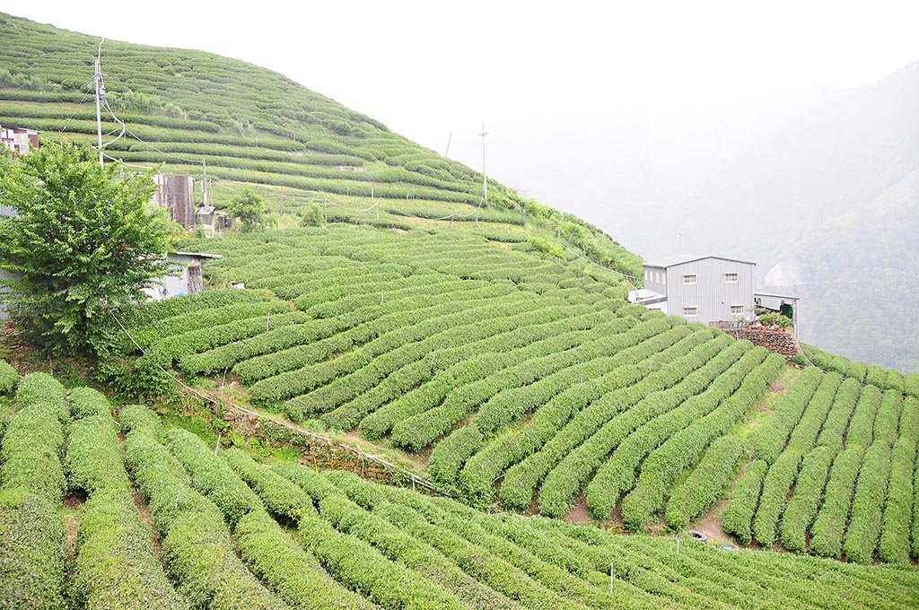 冬茶採收順序