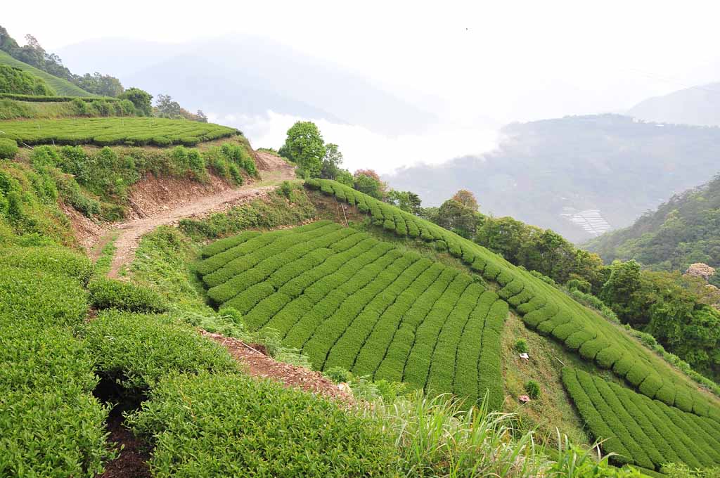 2022年東眼山茶區春茶