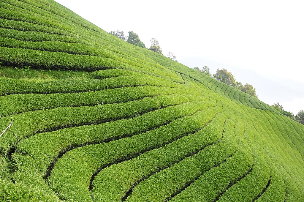 明星茶區不代表都會出好茶