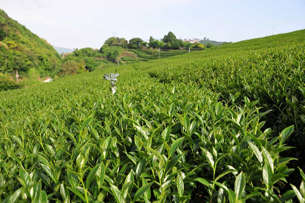 2022年東眼山茶區春茶