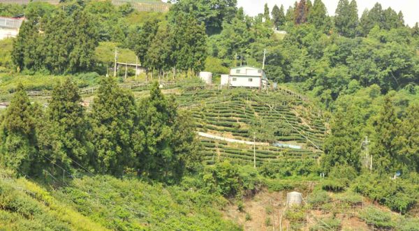 農場邊梨山茶，來自2200公尺高山：圖片 3