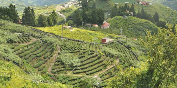 農場邊梨山茶，來自2200公尺高山：圖片 2