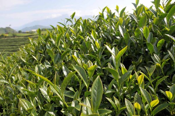 東眼山茶（4月29號採）：圖片 2