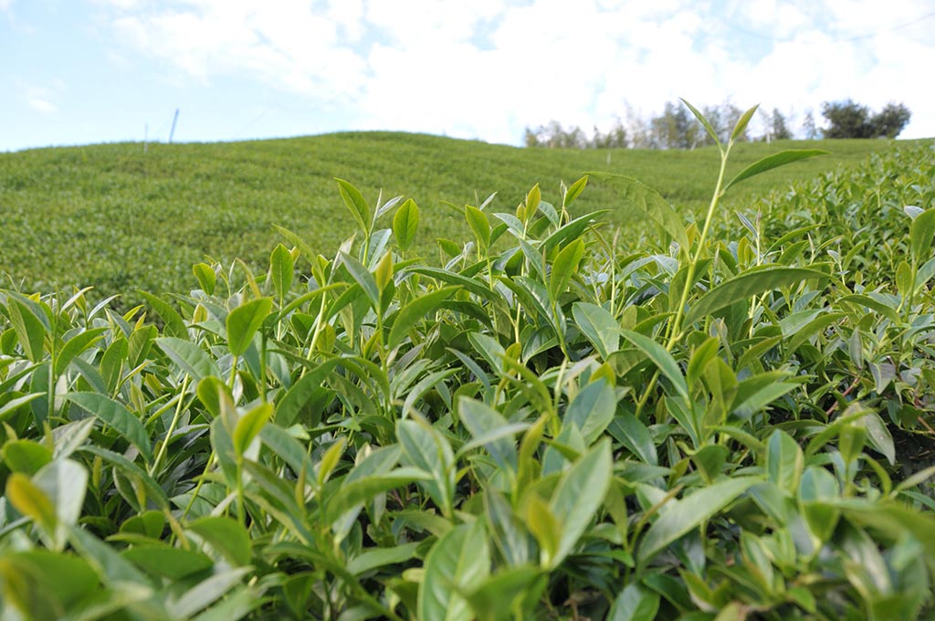 高山茶也有採秋茶嗎