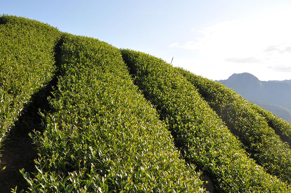 高山茶也有採秋茶嗎