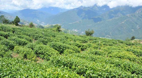 華崗梨山茶，春茶已經上市：圖片 3