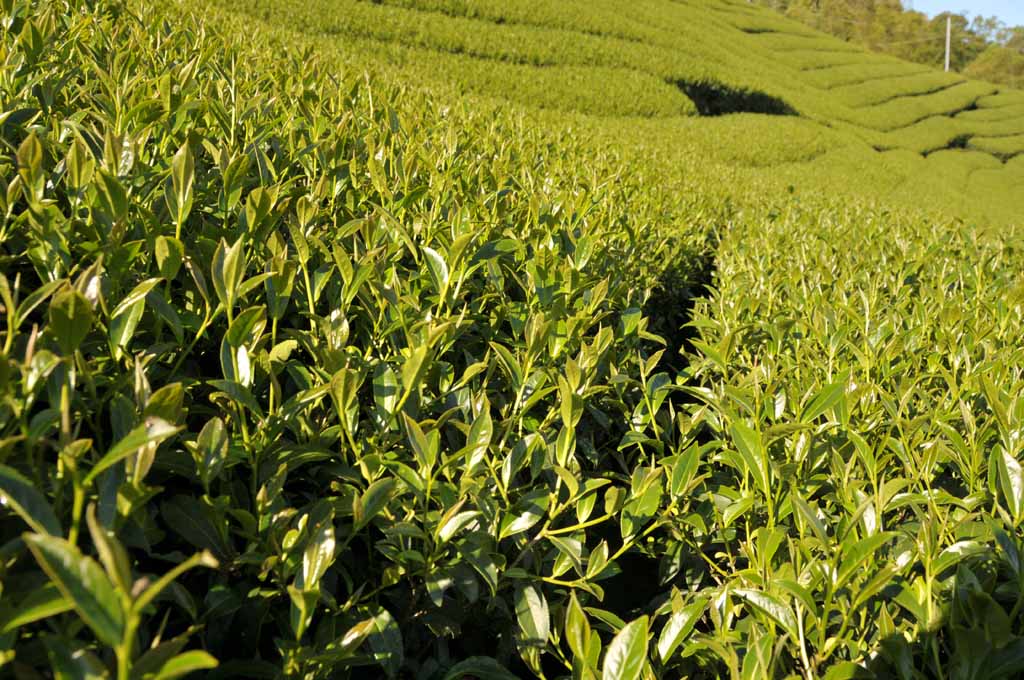 2022年番仔田三層坪茶區春茶