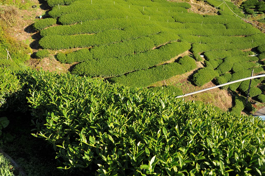 高山金萱茶奇遇記