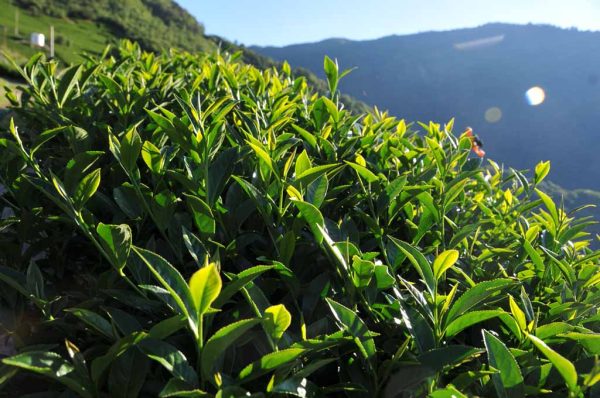 翠峰茶A（4月30號採）：圖片 2