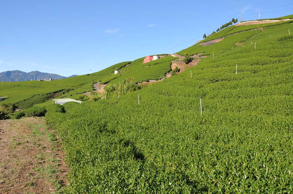 超高海拔華崗、翠峰、翠巒、梅峰、奇萊山採收狀況