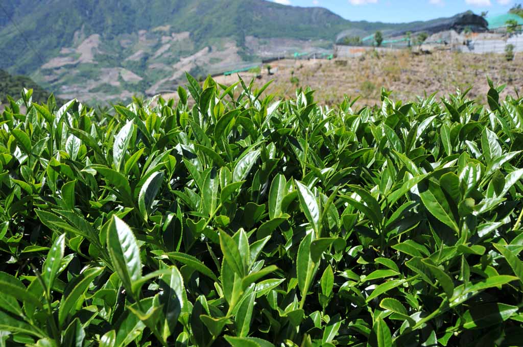 2022年奇萊山茶區春茶