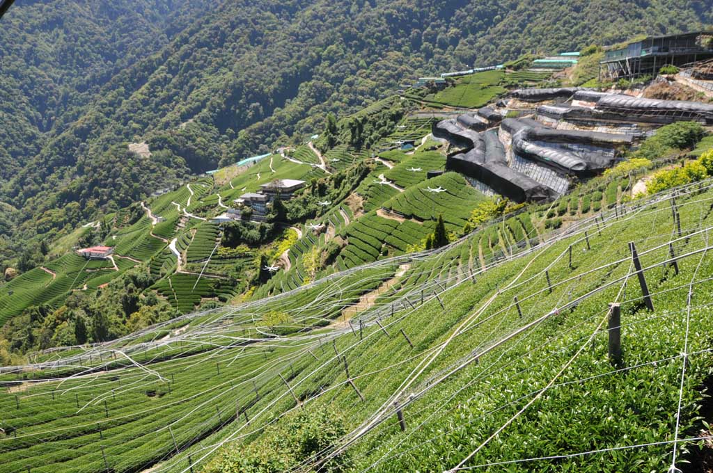 奇萊山茶區