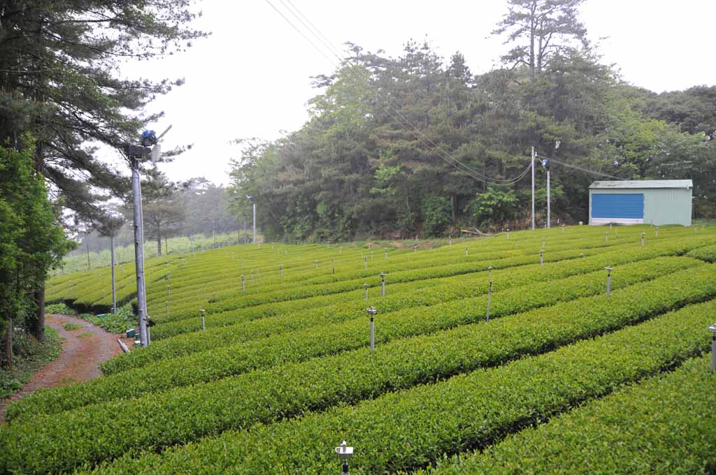 2022年梨山松茂福壽山農場周邊春茶