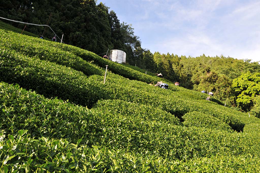 店長的買茶賣茶滴咕-關於秋茶