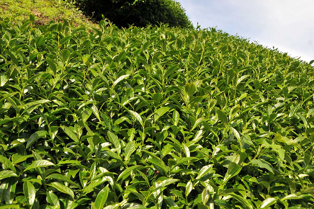 店長的買茶賣茶滴咕-關於秋茶