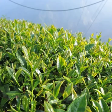龍鳳峽高山茶