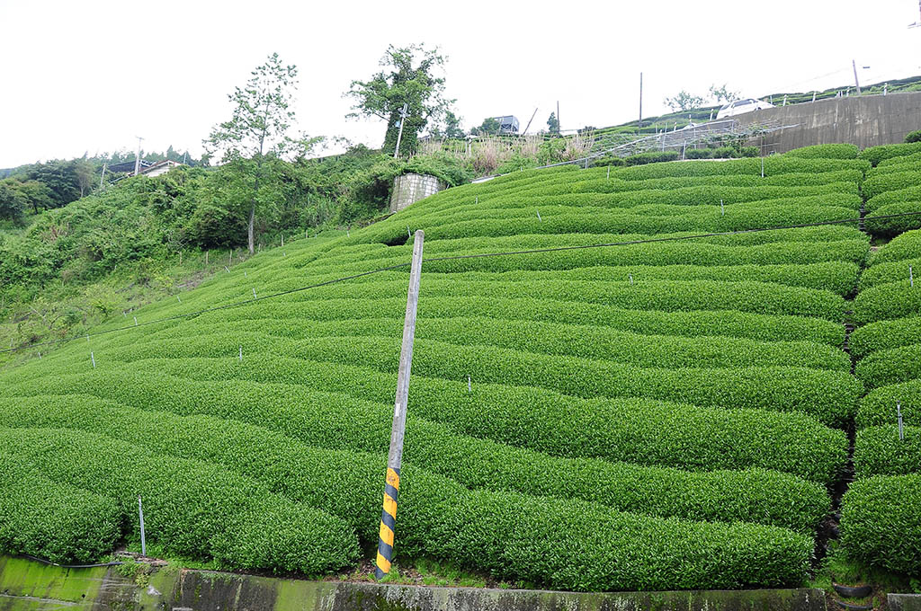 閒聊中國大陸封城對茶葉銷售的影響