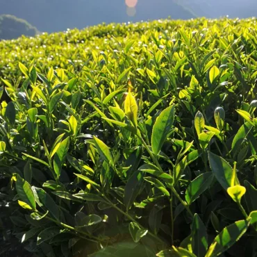 龍鳳峽高山茶