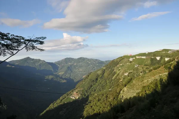 龍鳳峽高山茶
