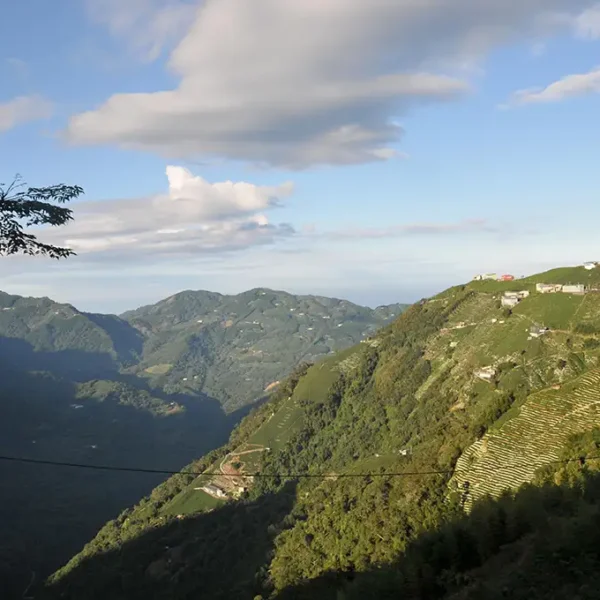 龍鳳峽高山茶