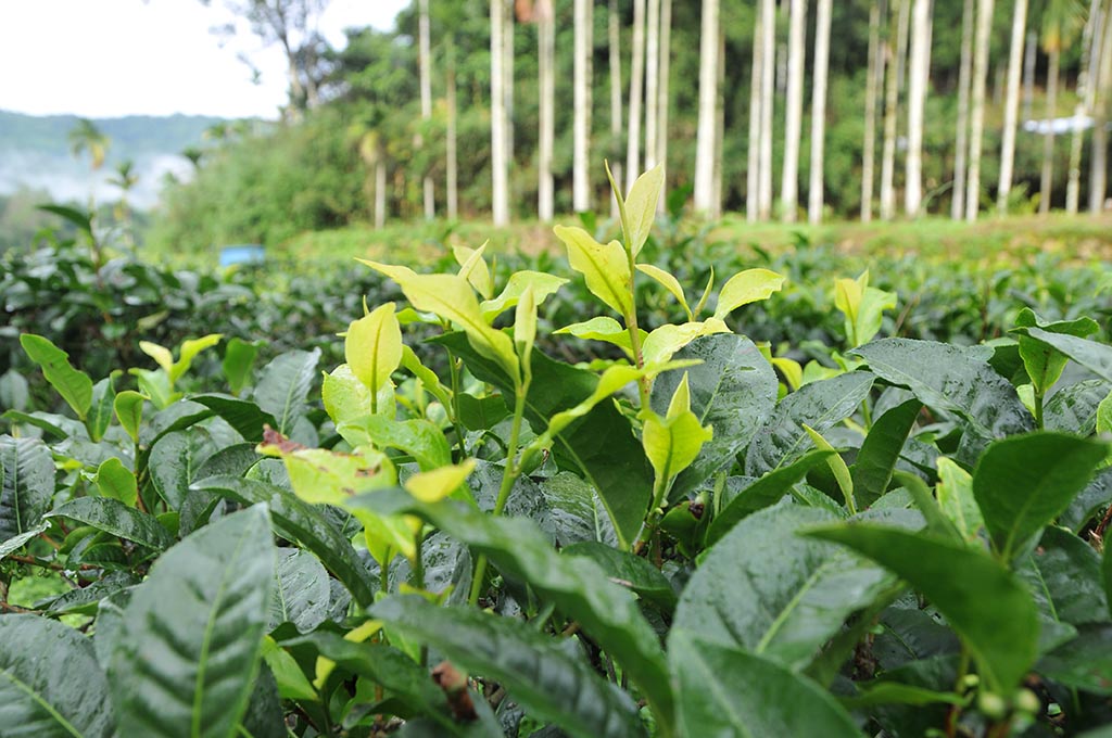 台茶18號紅玉