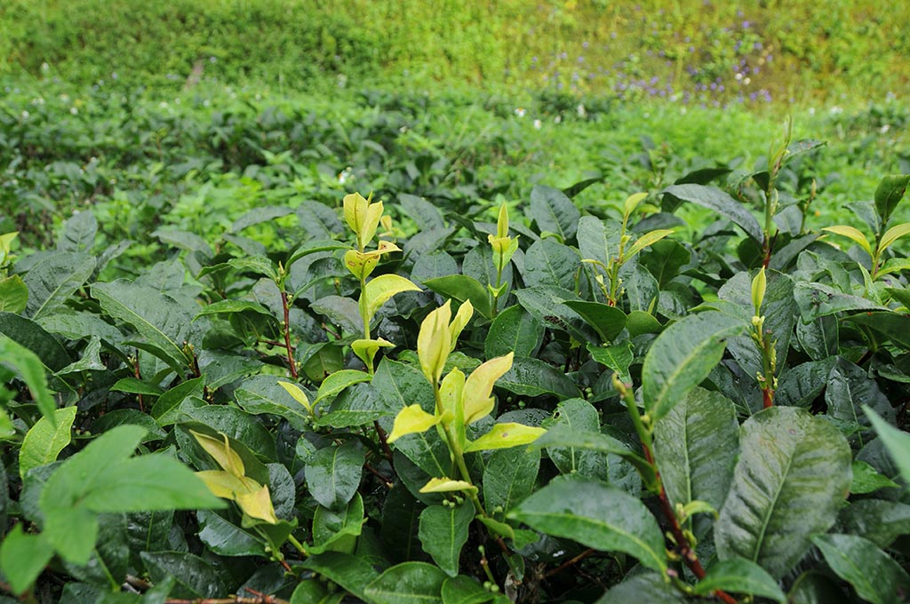 台茶18號紅玉