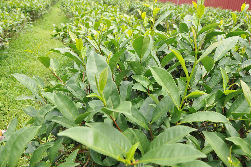 台灣原生山茶