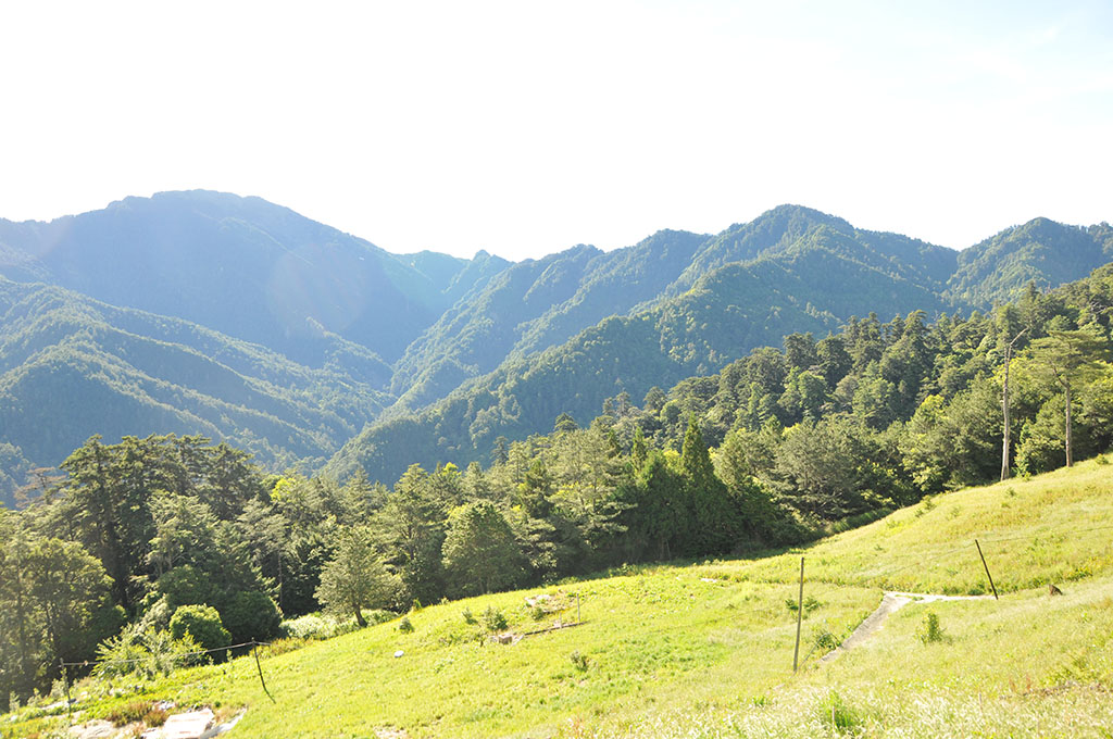 大禹嶺104K李阿春茶園現況