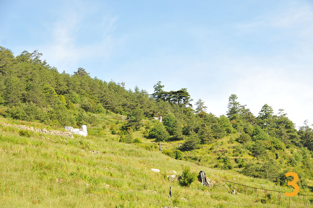 大禹嶺104K李阿春茶園現況