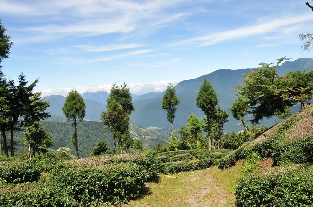 華崗水源頭茶園：台灣最高海拔高山茶