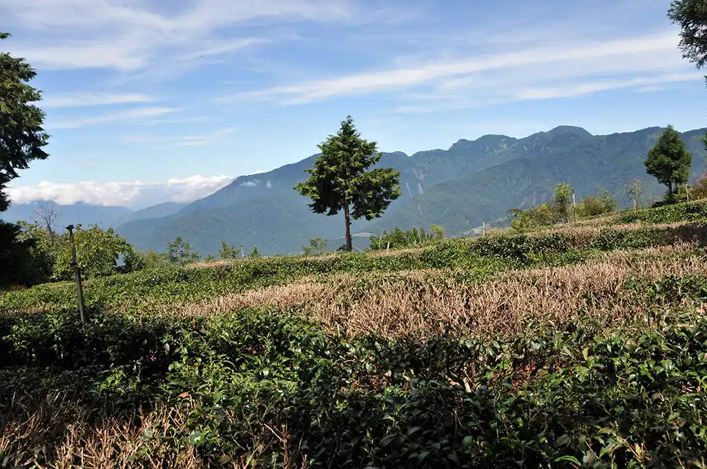 華崗水源頭茶園：台灣最高海拔高山茶