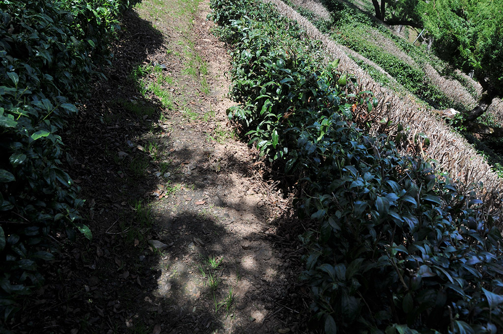 夏天茶農日常