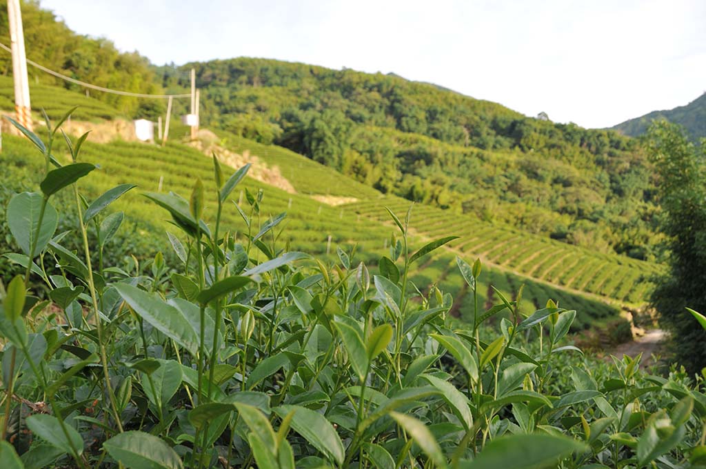 阿里山找二水茶