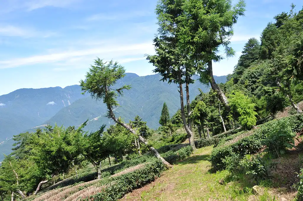 華崗水源頭茶園：台灣最高海拔高山茶