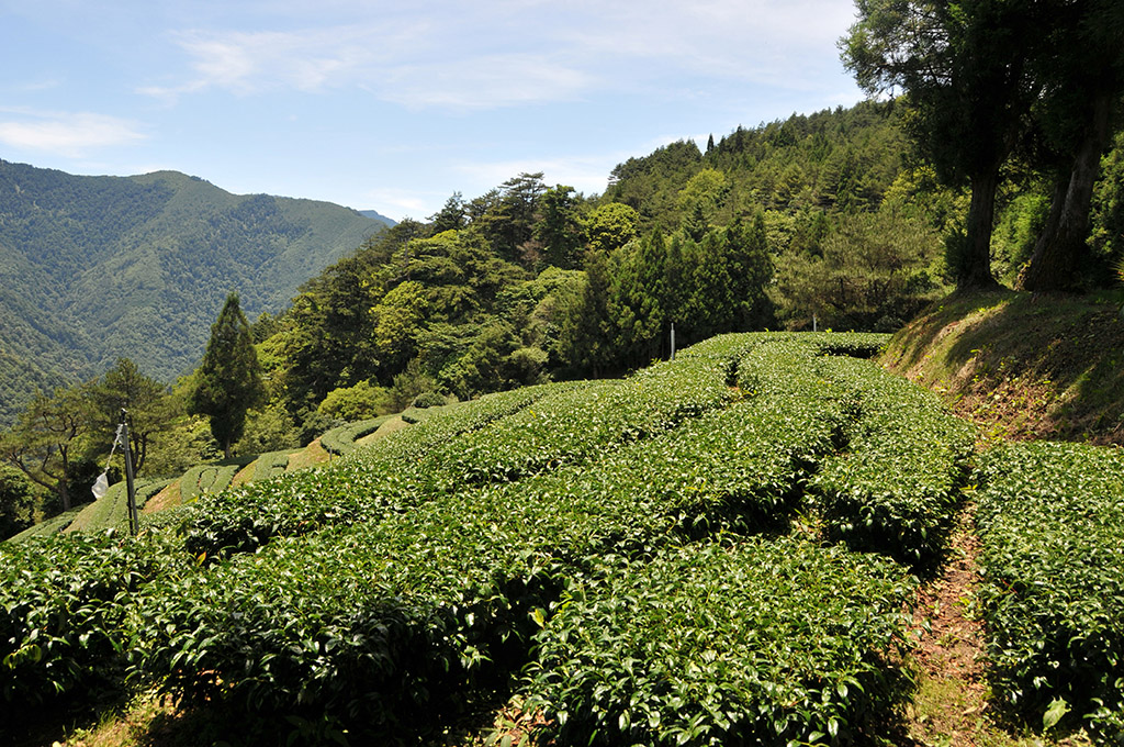 夏天茶農日常