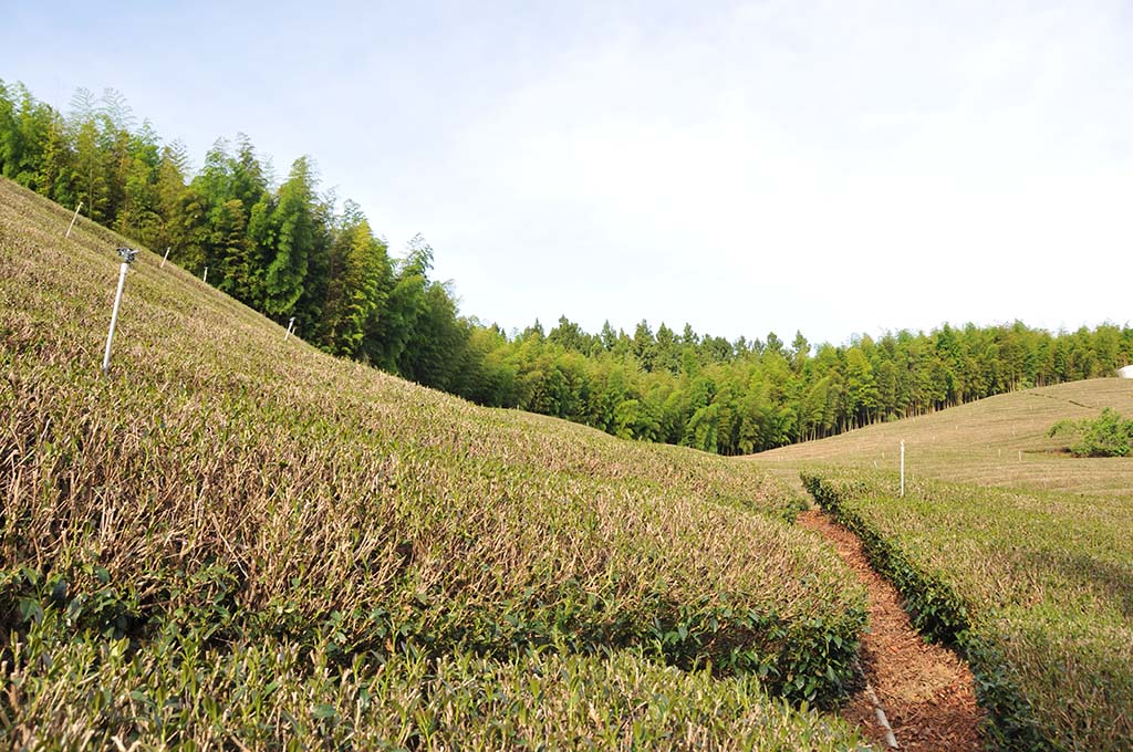 阿里山找二水茶