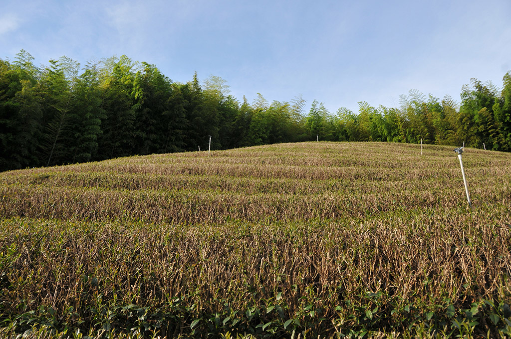 夏天茶農日常