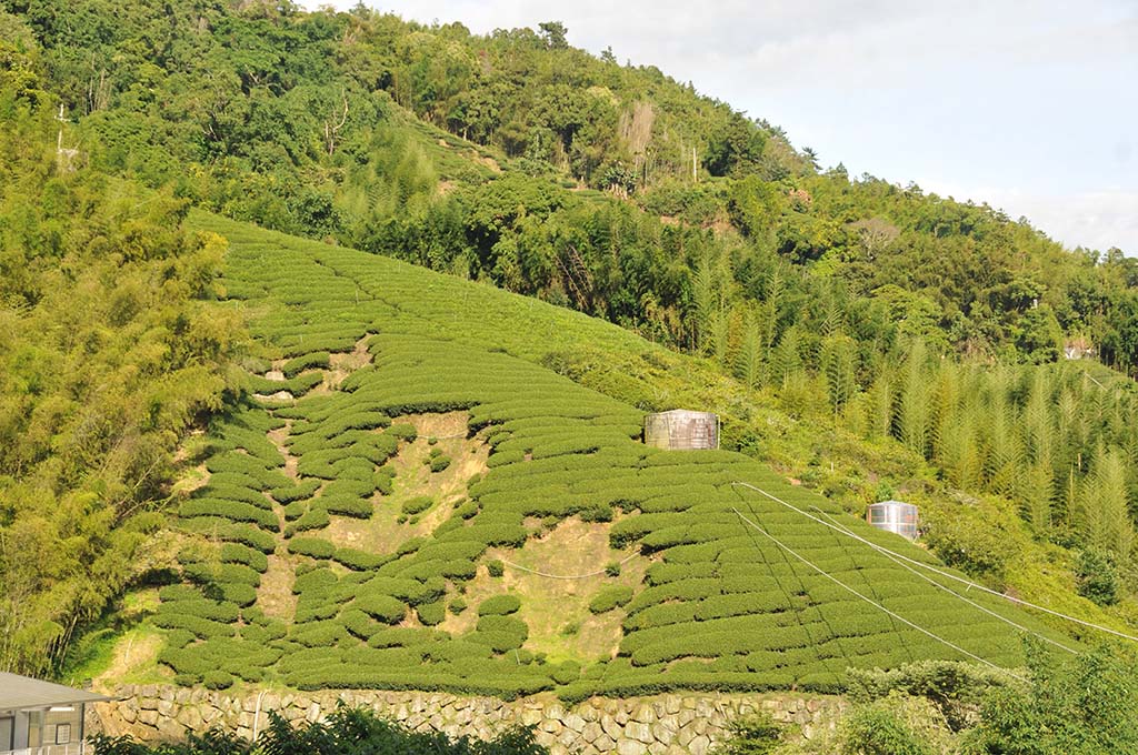 高山茶也有採秋茶嗎