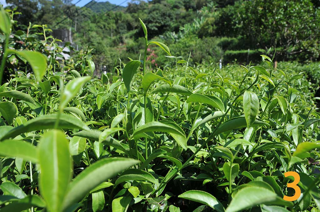 木柵茶區找鐵觀音