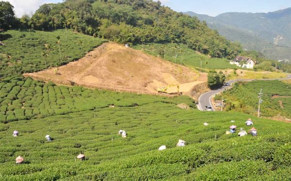 梅山金萱茶，2021年冬茶：圖片 4