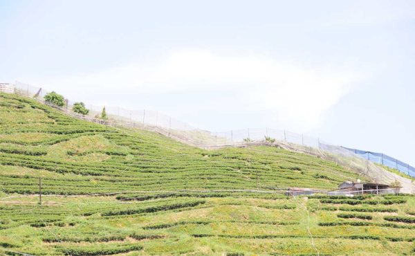 手採高山翠玉茶，2022年春茶-150克：圖片 3